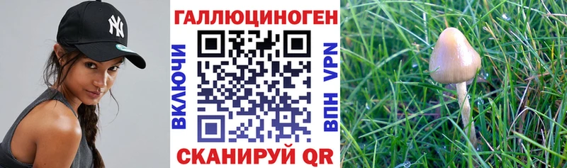 Галлюциногенные грибы GOLDEN TEACHER  Зубцов 